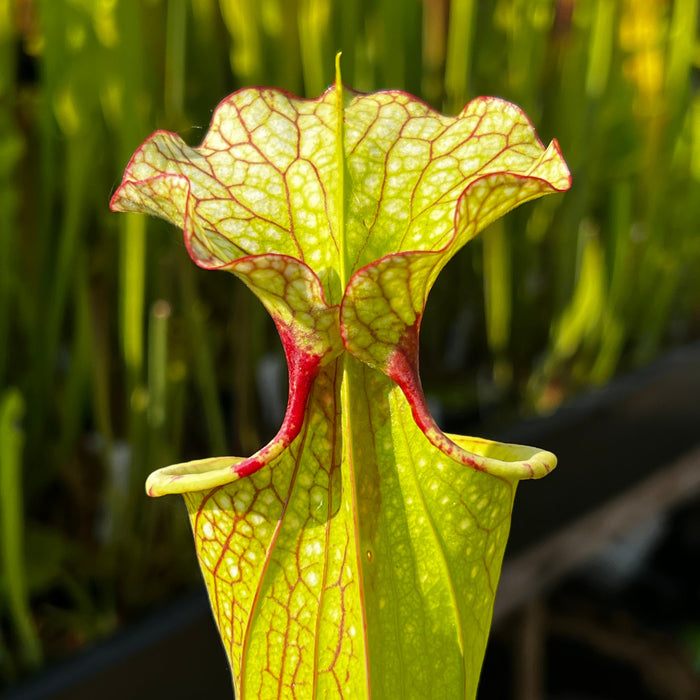 Sarracenia × Moorei Leah Wilkerson