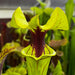 Sarracenia Flava Var. Ornata Outlaw (Bay County Florida)