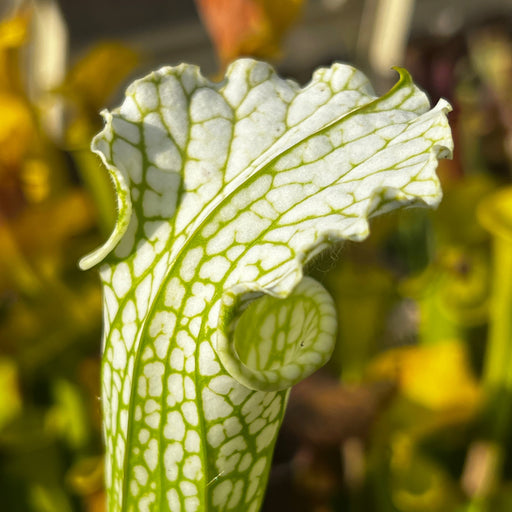 Sarracenia Leucophylla Slack Clone X Schnells Ghost