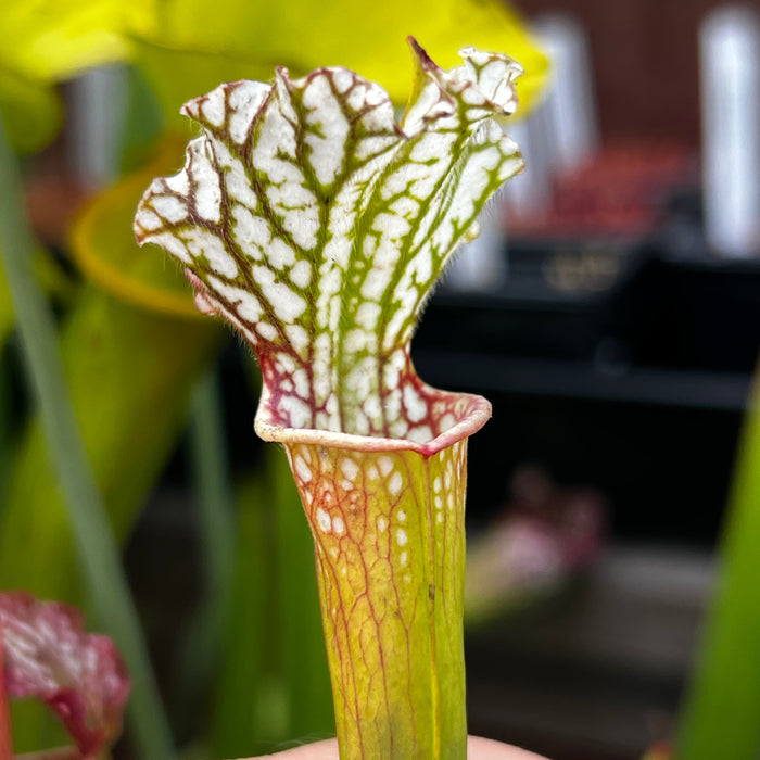 Sarracenia Leucophylla - Green & White (Milton County Florida) Ms-Sl127