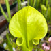 Sarracenia Flava Var. F. Viridescens Suspicion