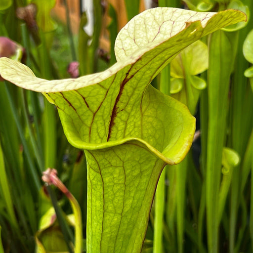 Sarracenia Constance Healy