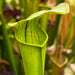 Sarracenia × Harperi