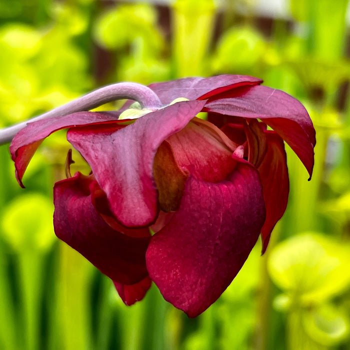 Sarracenia Leucophylla Red & White (Crestview Florida) Mk-L83