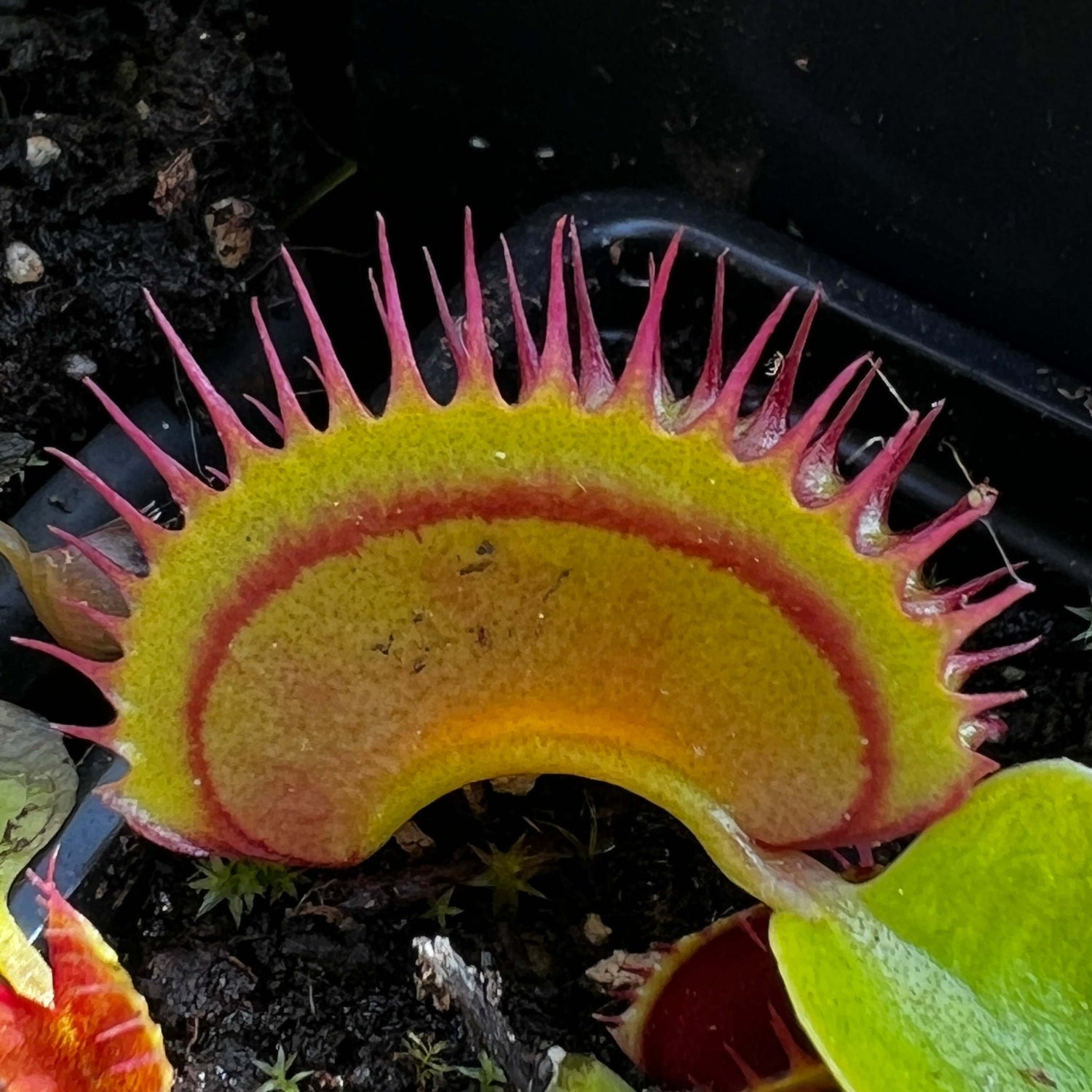 Dionaea Muscipula Dracula