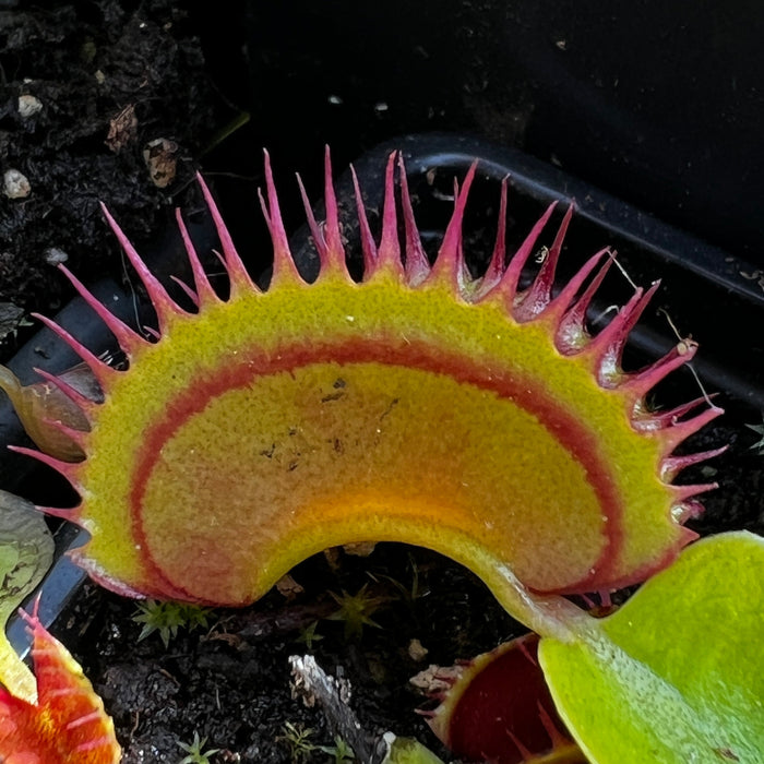 Dionaea Muscipula Dracula