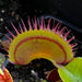 Dionaea Muscipula Dracula