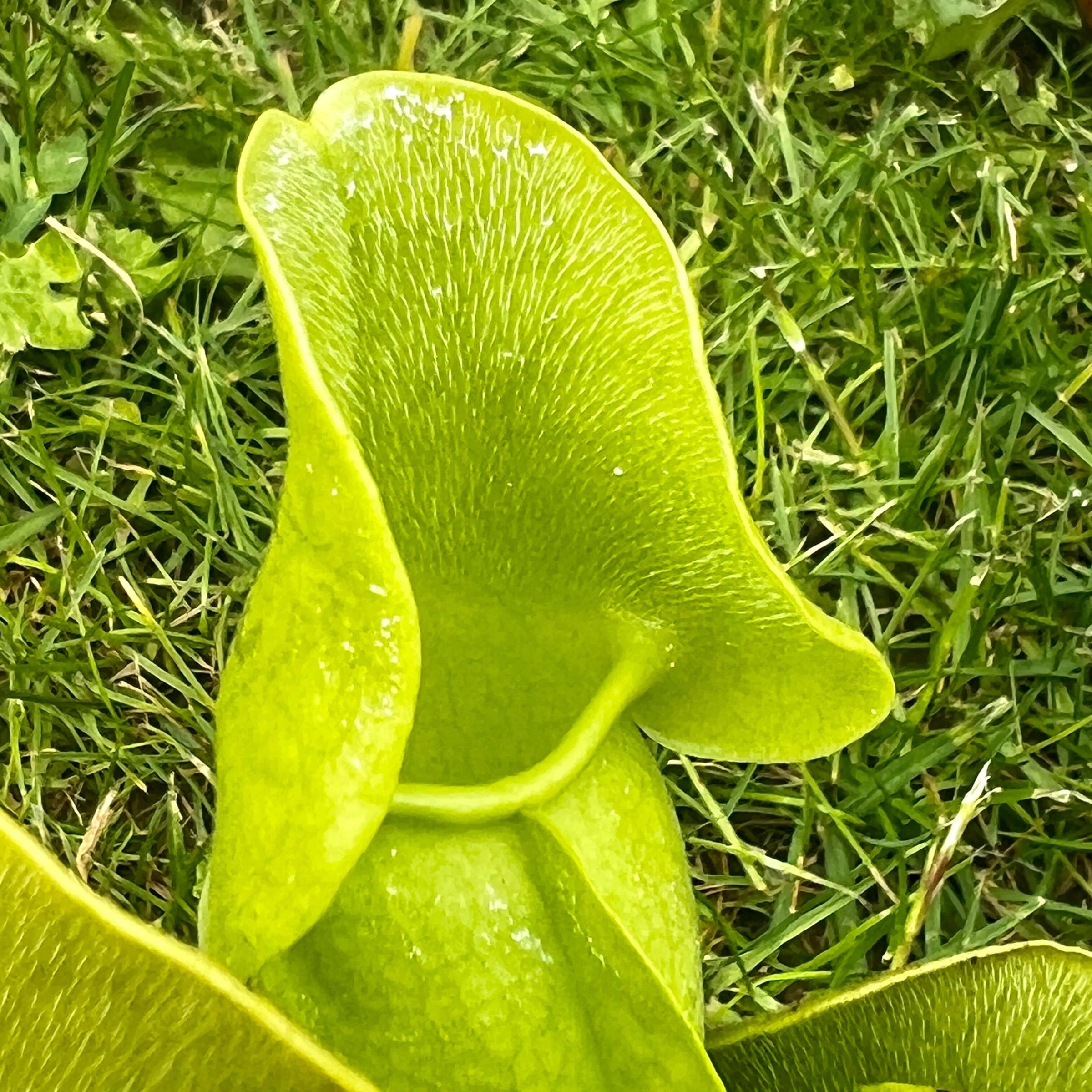 Sarracenia purpurea venosa venosa f. pallidiflora | Pitcher Plant ...