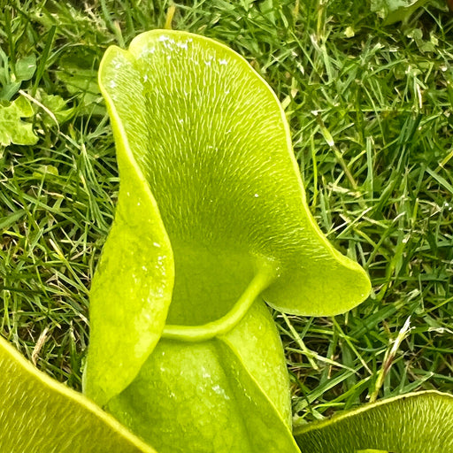 Sarracenia Purpurea Subsp. Venosa Var. F. Pallidiflora