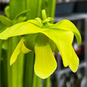 Sarracenia Oreophila Var. (Centre Alabama)