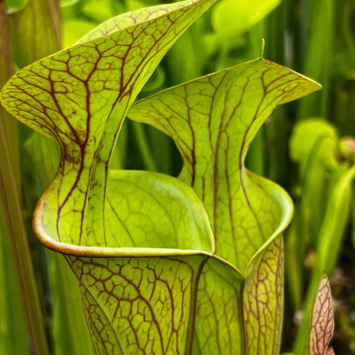 Sarracenia Tarn