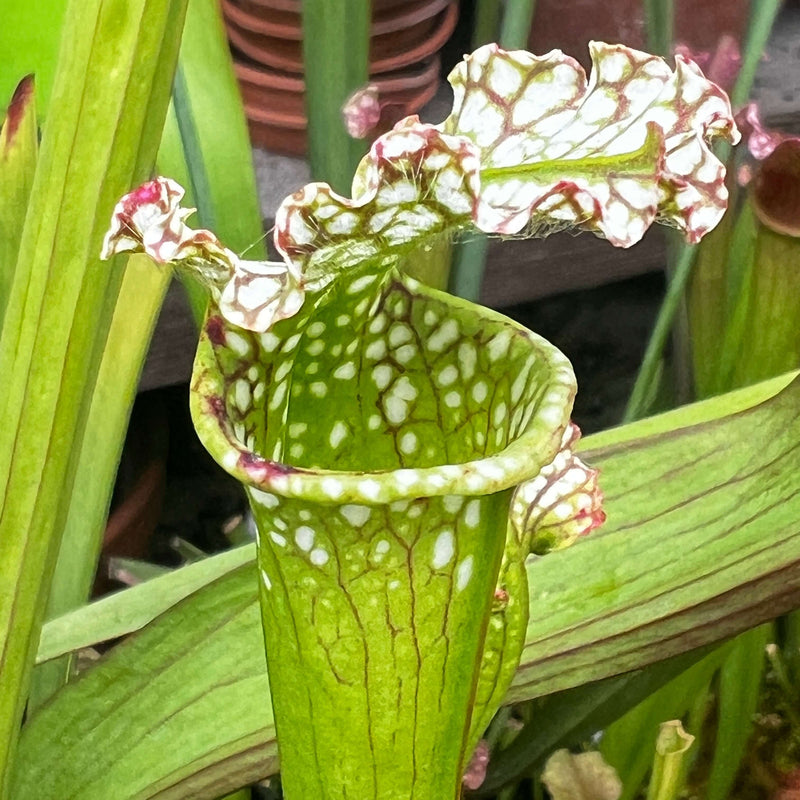 Sarracenia × Moorei - F2 (Pensacola Field Florida) Mk-H71O