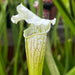 Sarracenia Leucophylla Pink Panther