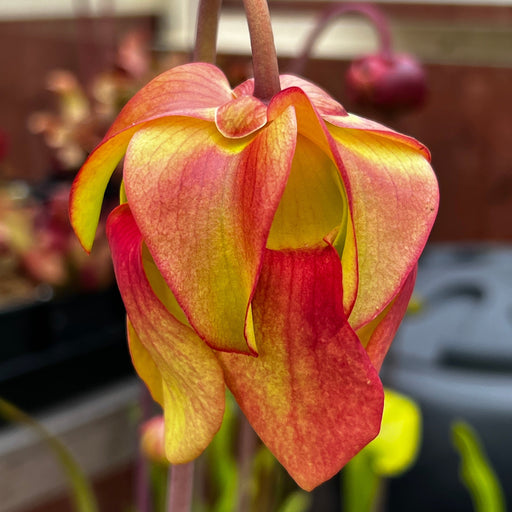 Sarracenia × Moorei Helen Mary