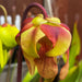 Sarracenia Flava Var. Cuprea (Miramar Beach Walton County Florida)