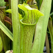 Sarracenia Alata Var. - Short Form (George County Mississippi)