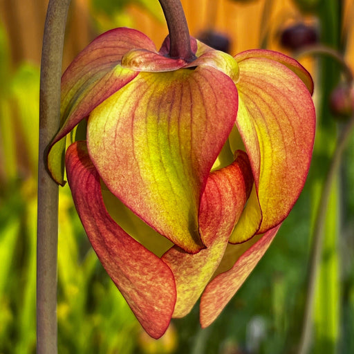 Sarracenia × Moorei Timothy King