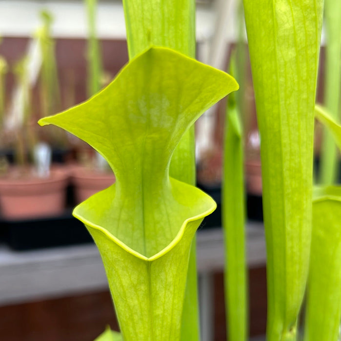 Sarracenia Flava Var. F. Viridescens Suspicion