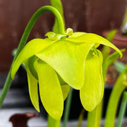 Sarracenia Oreophila Red Lip & Throat Heavily Veined Ip-O01