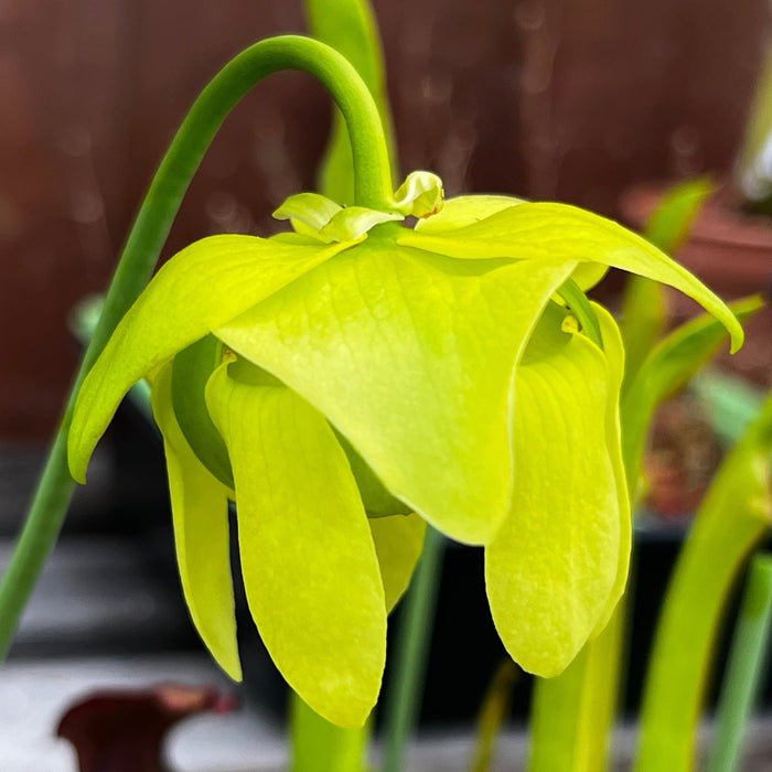 Sarracenia Oreophila Red Lip & Throat Heavily Veined Ip-O01