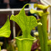 Sarracenia × Moorei - Ian Salter Mk-H135