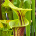 Sarracenia Flava Var. Rubricorpora (Apalachicola National Forest Florida) Ip-F13