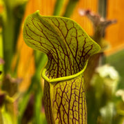 Sarracenia Alata Var. Rubrioperculata - Large Maroon Throat Mk-A59