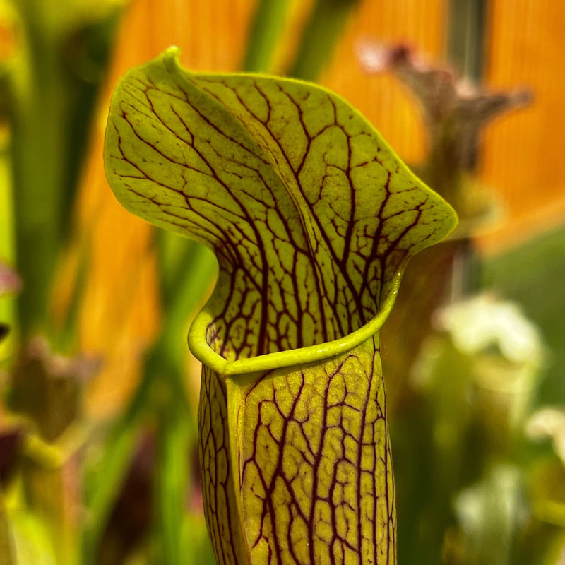Sarracenia Alata Var. Rubrioperculata - Large Maroon Throat Mk-A59