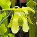 Sarracenia Leucophylla Schnells Ghost