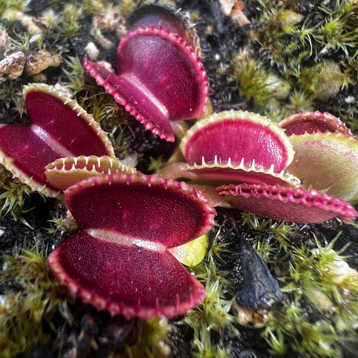 Dionaea Muscipula Cracker