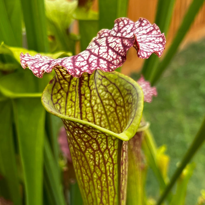 Sarracenia × Moorei Elizabeth