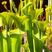 Sarracenia Flava Maxima