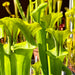 Sarracenia Flava Maxima