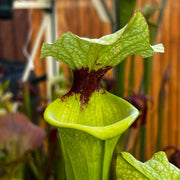 Sarracenia × Moorei (Milton County Florida) Ms-H406