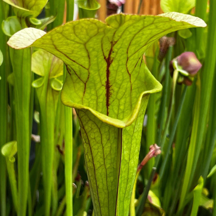 Sarracenia Constance Healy