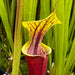 Sarracenia Flava Var. Atropurpurea - Marston Exotics Mk-F174