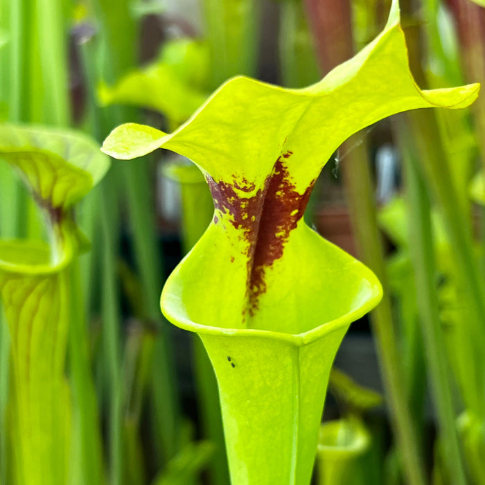 Sarracenia Flava Var. Rugelii (Milton County Florida) Pjp-F Rug 01