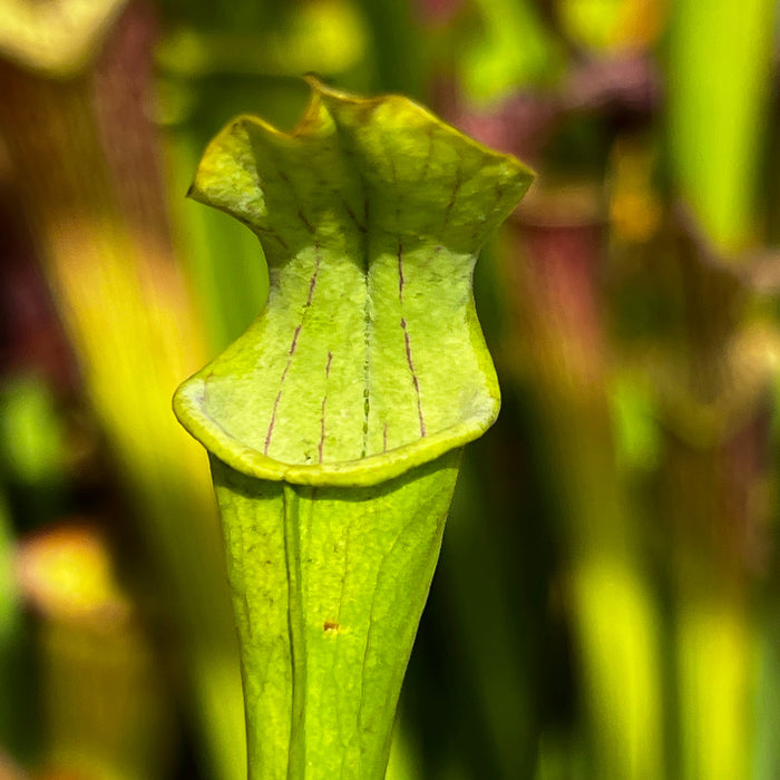 Sarracenia Alata Var. Ornata - Heavily Veined Form (Hill Top Lakes Texas) Mk-A16