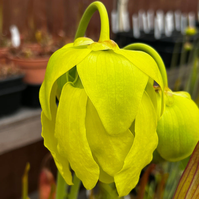 Sarracenia Flava Var. Maxima James Wong (Green Swamp North Carolina)