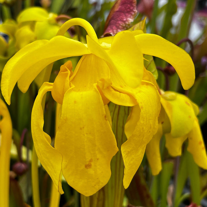 Sarracenia Flava Goldie