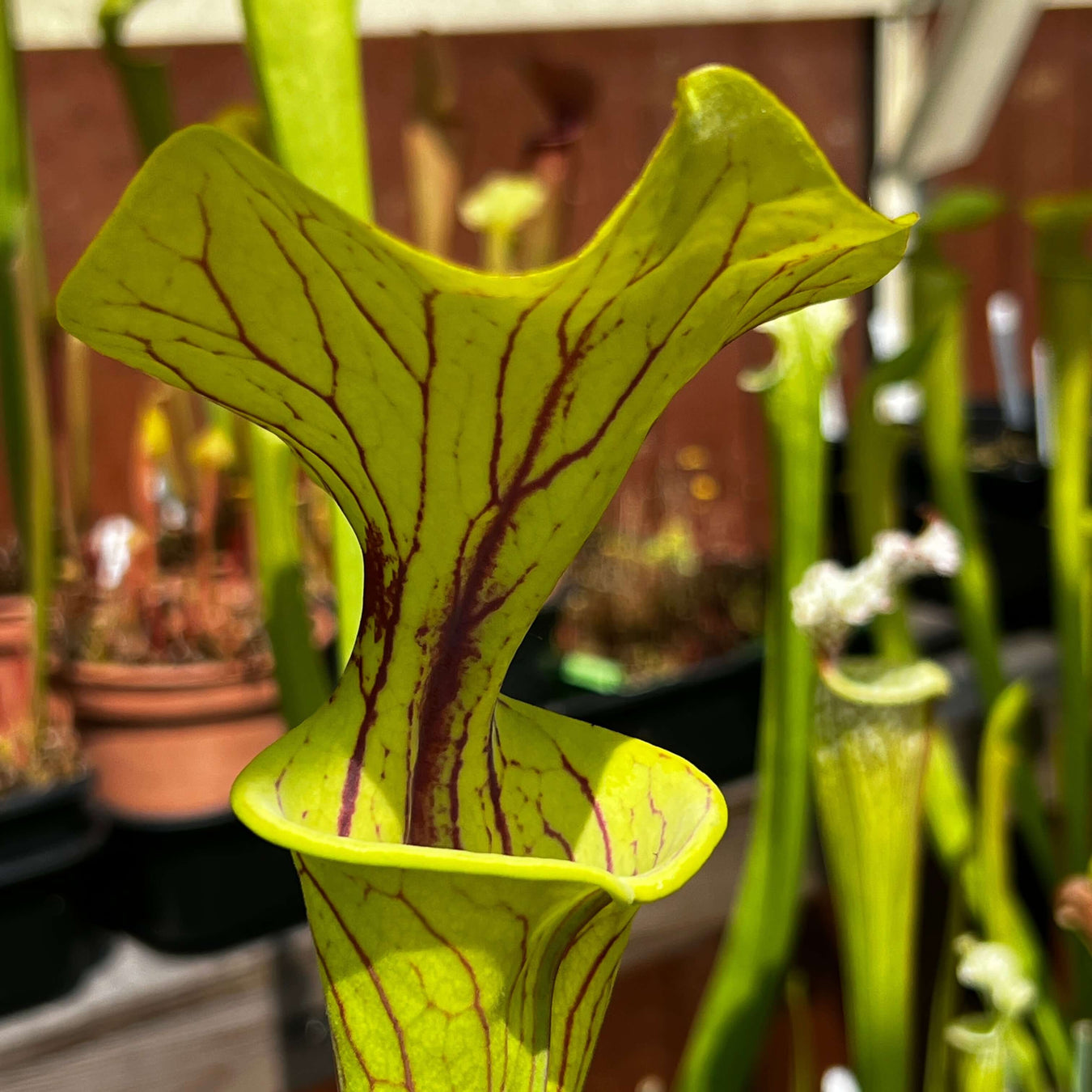 Sarracenia Flava Var. Ornata (Miramar Beach Walton County Florida)