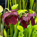 Sarracenia Ruffled Sparkler