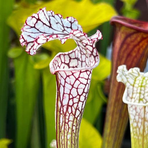 Sarracenia Leucophylla White Top With Fine Red Veins Mk-L34