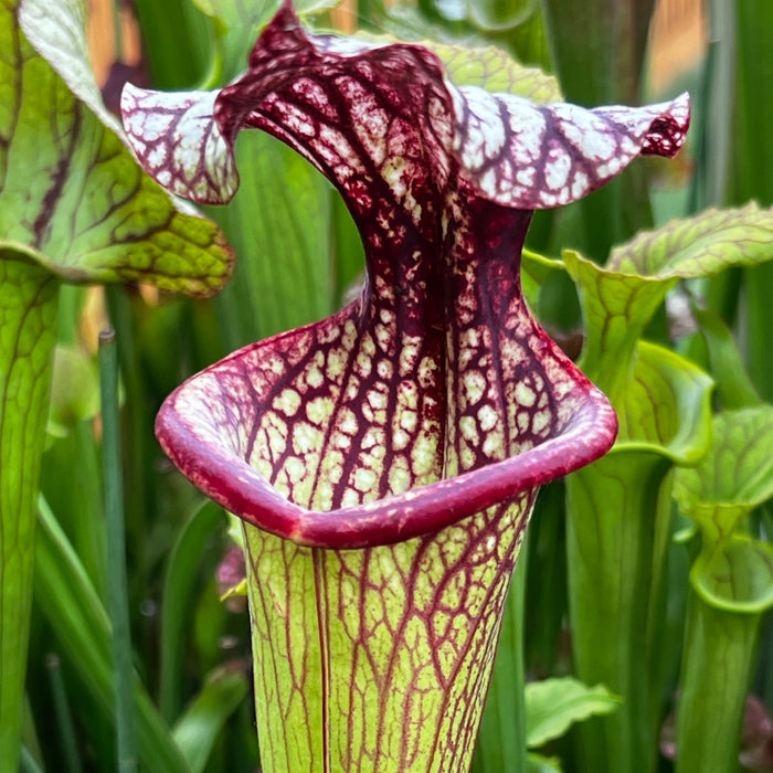 Sarracenia × Moorei Esme Cowlard