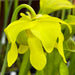 Sarracenia Oreophila Var. Ornata (Sand Mountain Georgia)