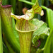 Sarracenia × Moorei Welsh Dragon