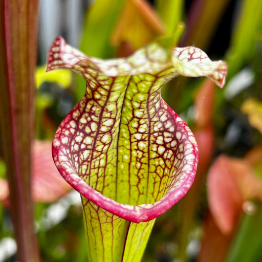 Sarracenia Leucophylla X × Moorei Adrian Slack - Clone D Mk-H386D