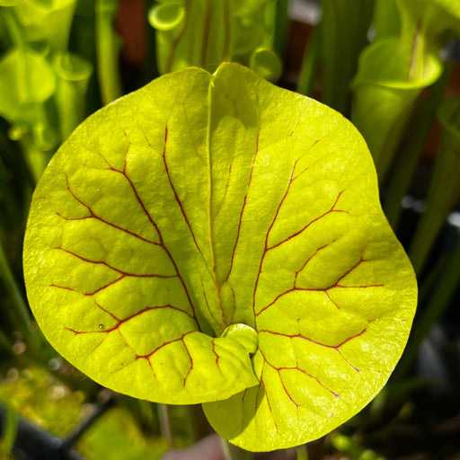 Sarracenia Flava Var. Ornata (Miramar Beach Walton County Florida)