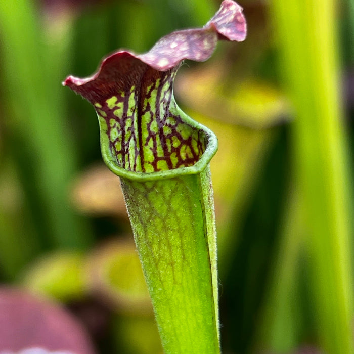 Sarracenia × Areolata (Alata Night X Leucophylla) - Christian Klein