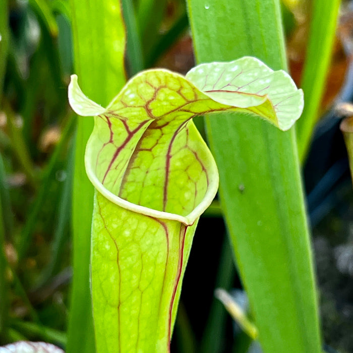 Sarracenia Gods Gift